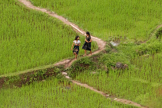 Récolte du riz