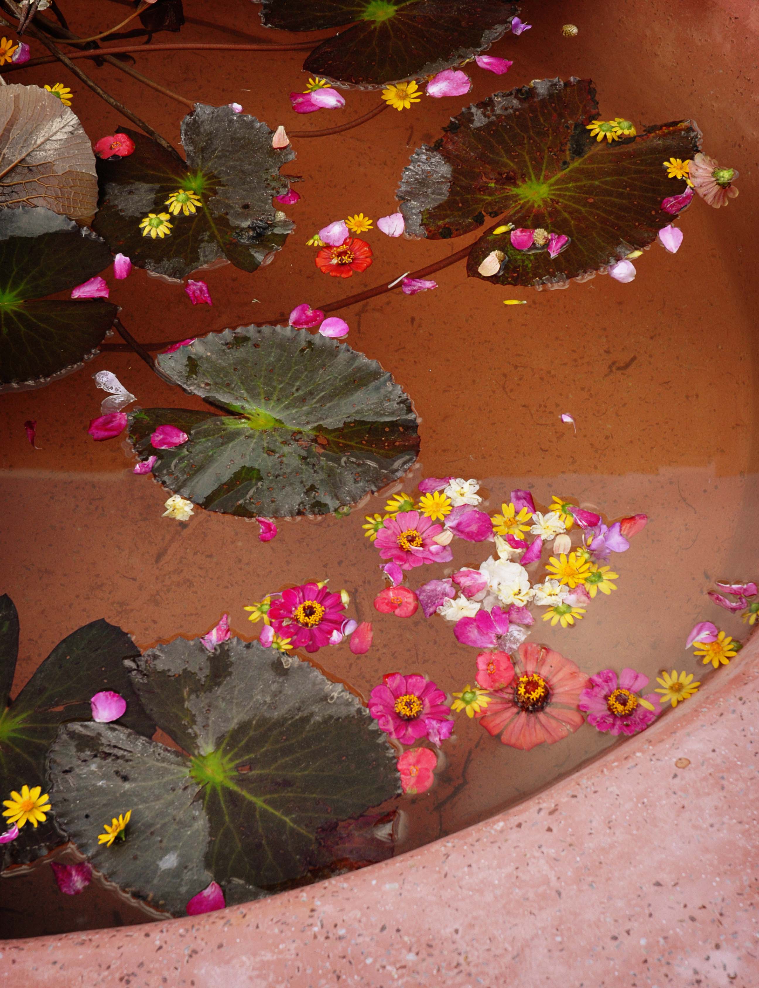 garden10