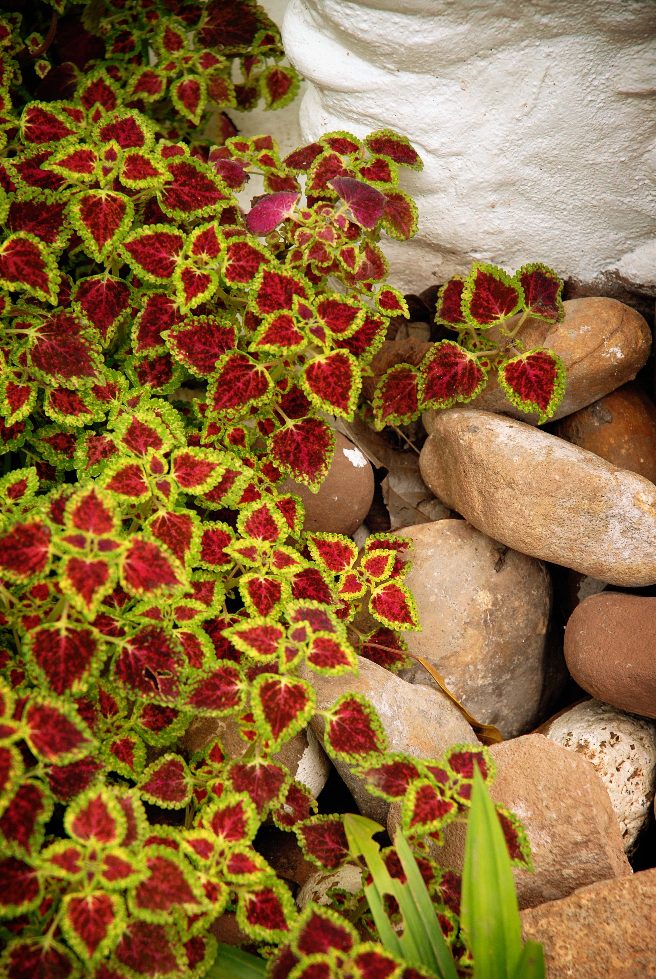 garden6