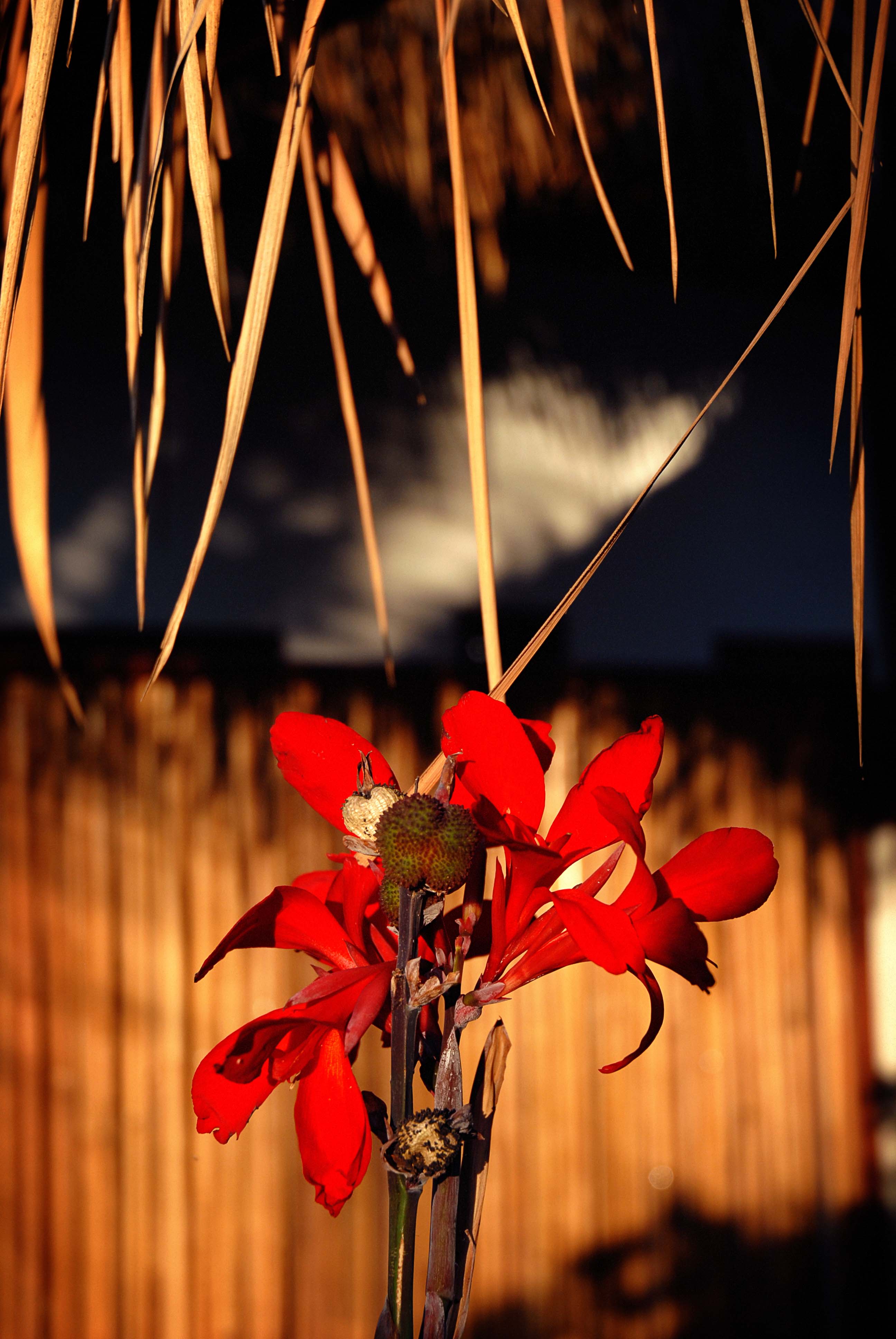 garden8
