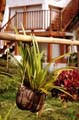 garden1